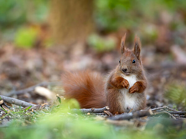 Eichhörnchen sitzt auf dem Boden
