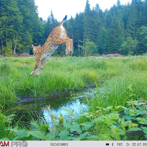 Wildkamerabild eines Luchs im Sprung 