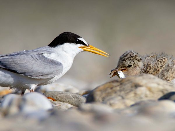 Kleine schlanker Vogel füttert Kungtier mit Fisch auf kiesigem Untergrund.