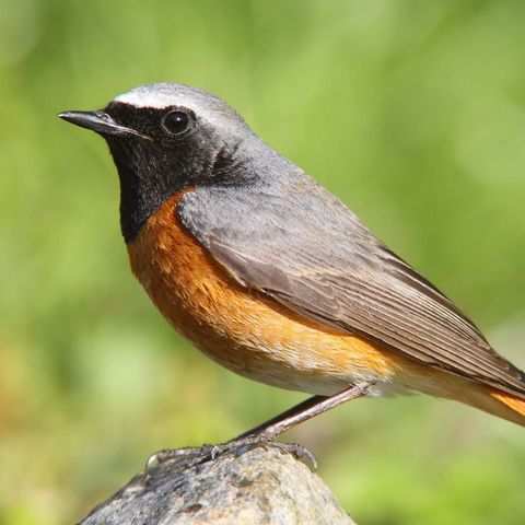 Vogel mit rotem Bauch sitzt auf einem Stein