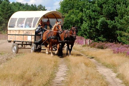 Ein Planwagen mit zwei Pferden lenkt auf einen Sandweg ein, der von blühenden Heidebüschen und Kiefernwald gesäumt wird.