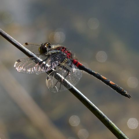 Das Männchend der Libellenart Kleine Moosjungfer sitzt still auf einem Schilfhalm. Man kann den roten Körper und dunklen Hinterleib erkennen.
