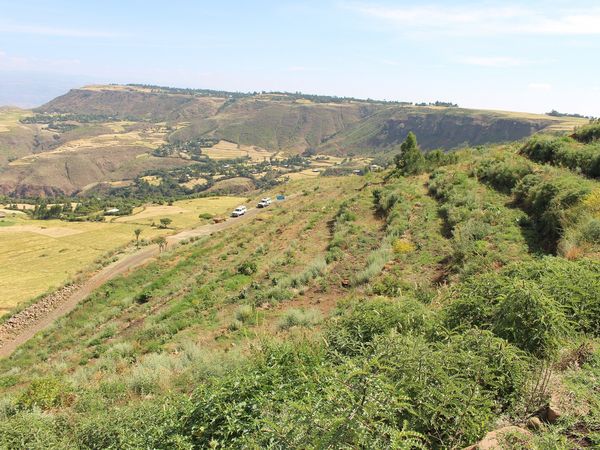 An einem Hang in der äthiopischen Hochebene wurden parallel zur Steigung junge Bäume geplanzt, im Hintergrund ragt ein Tafelberg ins Bild.