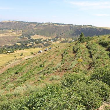 An einem Hang in der äthiopischen Hochebene wurden parallel zur Steigung junge Bäume geplanzt, im Hintergrund ragt ein Tafelberg ins Bild.