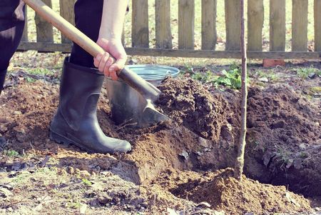 Wurzelballen eines jungen Baums wird mit Schaufel Erde bedeckt