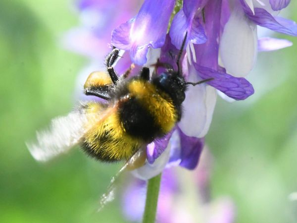 Gartenhummel Bombus Hortorum an einer lila Blüte