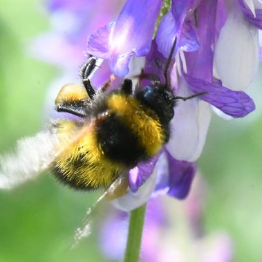 Gartenhummel Bombus Hortorum an einer lila Blüte