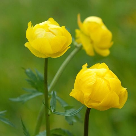 Vier blütend, gelbe Trollblumen auf einer Wiese