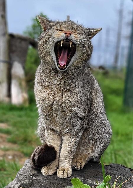 Wildkatze mit offenem Maul
