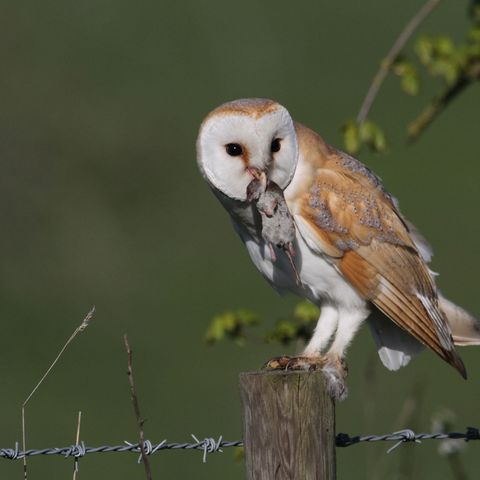 Eine Schleiereule mit weißem Gesicht und braunem Gefieder am Rücken hockt auf einem Holzpfahl und hat eine tote Maus im Schnabel.