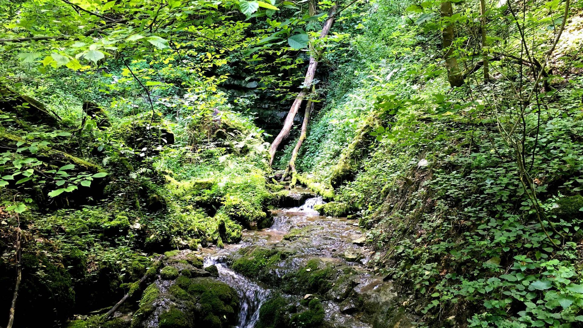 Bachlauf im Waldbiotop Weißenstein