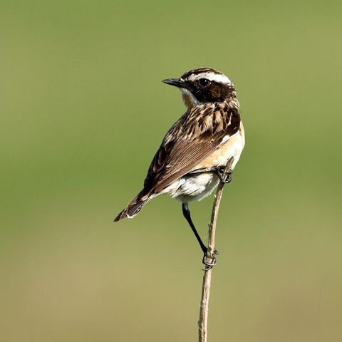 Braunkehlchen auf Ast
