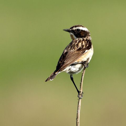 Braunkehlchen auf Ast