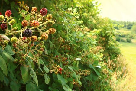 Brombeerhecke