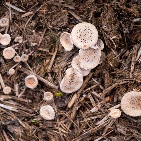 Ein unscheinbarer runder flacher Pilz mit kleinen schwarzen Pünktchen auf einem Dughaufen.