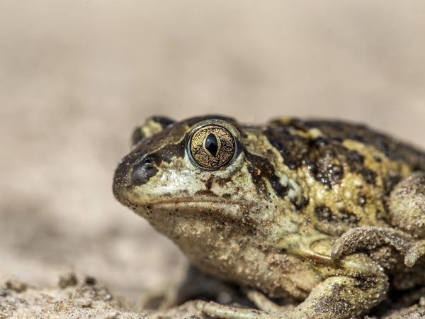 Knoblauchkröte in Bornsdorf, Sielmanns Naturlandschaft Wanninchen