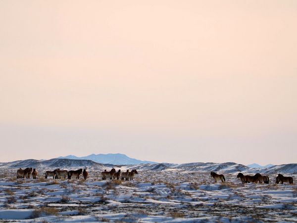 Thaki-Herde im Gobi B Nationalpark im Winter 2024.