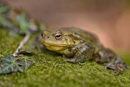 Erdkröte im Lebensraum Wald auf der Frühjahrswanderung