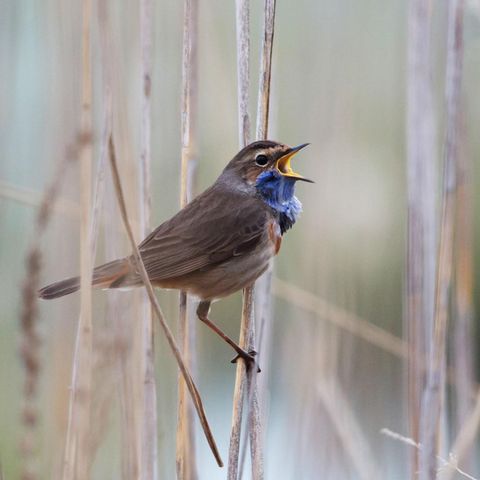 Blaukehlchen in der Döberitzer Heide