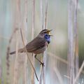 Blaukehlchen in der Döberitzer Heide