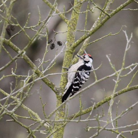 Kleinspecht in der Döberitzer Heide