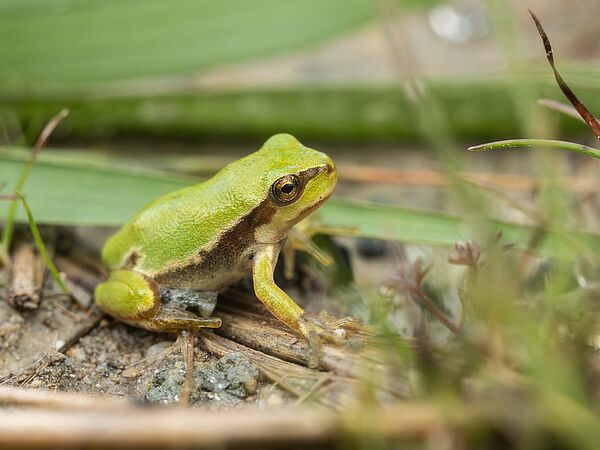 Ein junger Laubfrosch am Ufer eines Tümpels. Insgesamt 50 Tümpel sollen bis Ende 2027 im Landkreis Ravensburg neu angelegt oder renaturiert werden.