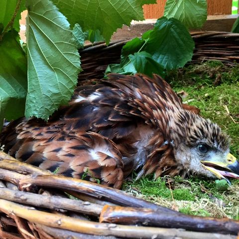 Rotmilan liegt geschwächt in einem Korb in einer Vogelstation