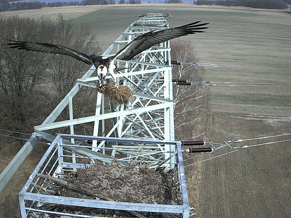 Fischadler baut sein Nest auf Strommast und fliegt mit seinem Material dahin.