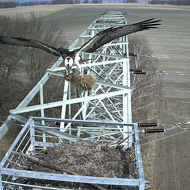 Fischadler baut sein Nest auf Strommast und fliegt mit seinem Material dahin.