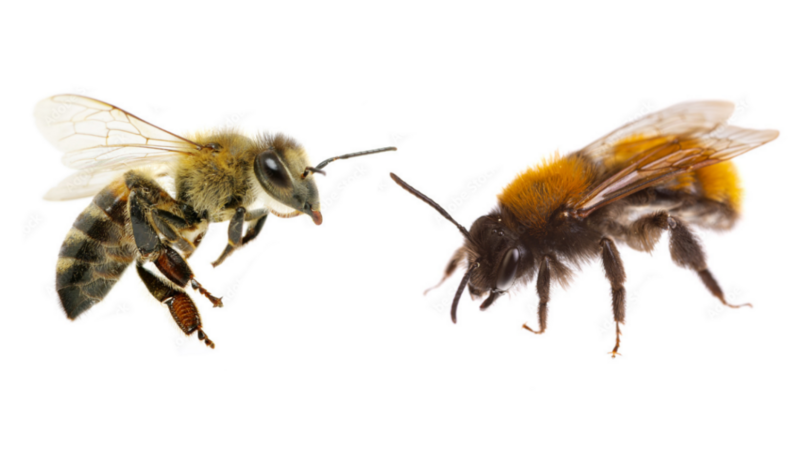 Links Honigbiene, rechts Fuchsrote Sandbiene