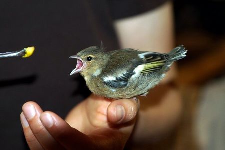 Vogeljunges wird gefüttert mit Futter von Pinzette