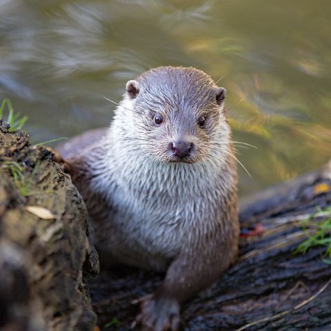 Fischotter am Ufer
