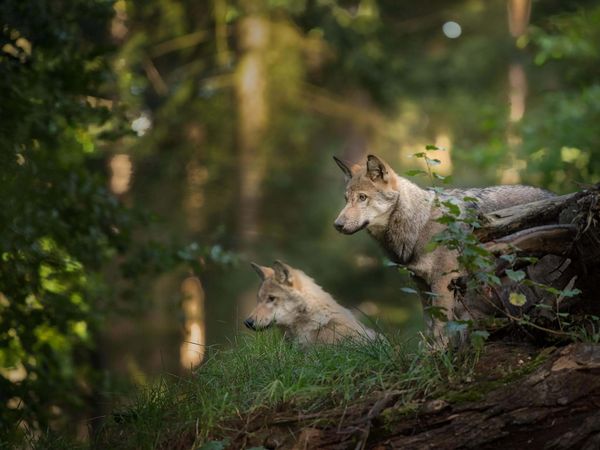 Zwei Wolfswelpen im Wald