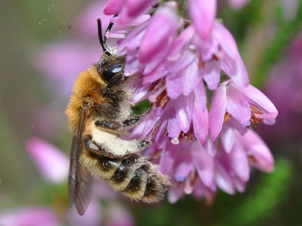 Wildbiene auf Blüte