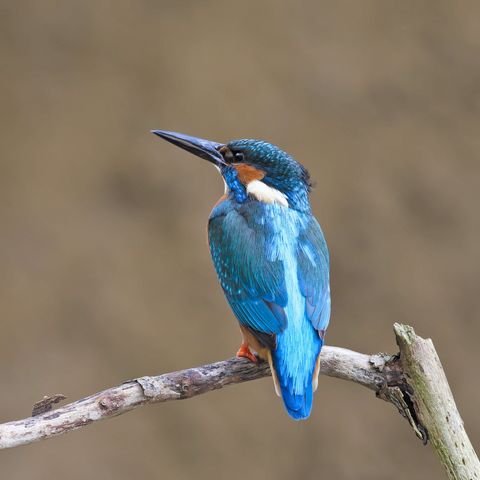 Blauer Eisvogel sitzt auf einem Ast