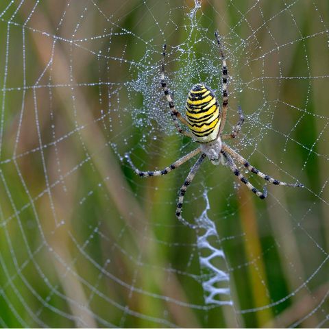 Eine gelb schwarz gestreifte Spinne, etwas größer als ein Zwei-Euro-Stück, sitzt in der Mitte ihres großen Netzes.