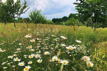 Blühstreifen auf einer Streuobstwiese