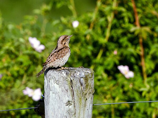 Wendehals sitzt auf einem Pfosten