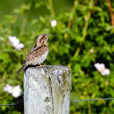 Wendehals sitzt auf einem Pfosten