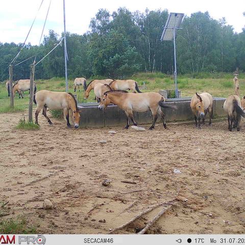 Pzrewalskipferde an der Tränke in Sielmanns Naturlandschaft Döberitzer Heide