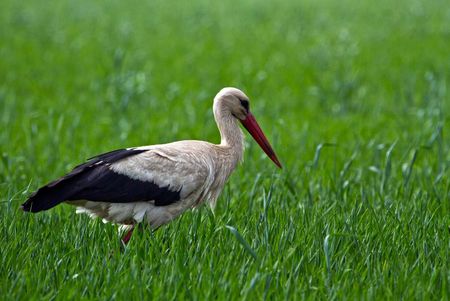 Weißstorch steht in hohem Gras