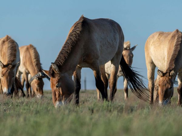 Przewalski-Pferde auf einer Wiese