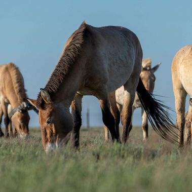 Przewalski-Pferde auf einer Wiese