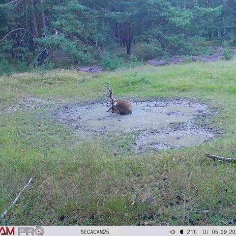 Hirsch kühlt sich ab in der Wildtränke