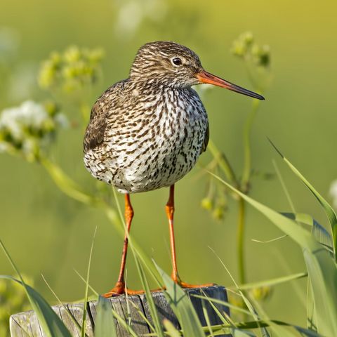 Rotschenkel steht auf Pfahl in Wiese