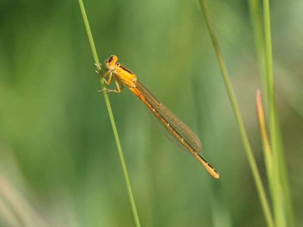 Libelle aus der Familie der Prachtlibellen.