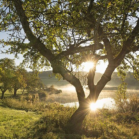 Baum und Wiese vor Weiher, Sonne bricht durch Geäst
