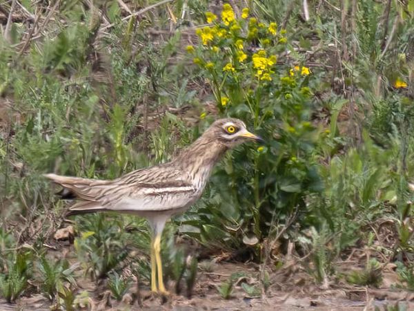 Seltener Vogel in Biotoplandschaft.