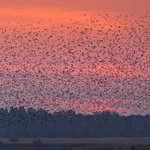 Schwarm Stare bei Sonnenuntergang
