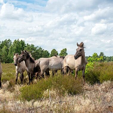Konik-Pferde in der Heidelandschaft.